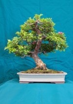 Paul Scarlet Hawthorn Bonsai Tree - GS2016 Bonsai Show