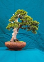 Chinese Juniper Bonsai Tree - GS2016 Bonsai Show