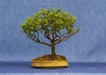 Picea Nariana Bonsai