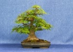 Mountain Maple Bonsai Tree - GS2017 Bonsai Show