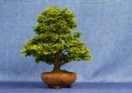Hinoki Cypress Bonsai