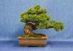 White Pine Bonsai Tree - GS2017 Bonsai Show