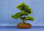 Hinoki Cypress Bonsai Tree - GS2017 Bonsai Show