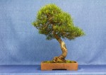 Scots Pine Bonsai Tree - GS2017 Bonsai Show