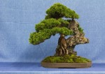 Chinese Juniper Bonsai Tree - GS2017 Bonsai Show