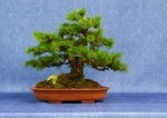 Japanese Larch Bonsai Tree - GS2017 Bonsai Show