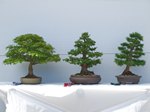 Gardening Scotland SBA Bonsai Tree Winners 2013