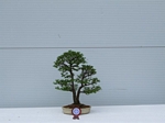 Gardening Scotland SBA Bonsai Tree Winners 2012