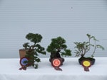 Gardening Scotland SBA Bonsai Tree Winners 2012