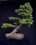 Larch, slanting style, height 20 inches, National Exhibition 2009