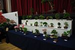 Shohin bonsai competition