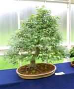 National Exhibition Bonsai Tree