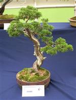 National Exhibition Bonsai Tree