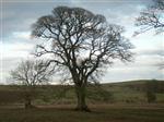 An ancient oak in Dumfriesshire